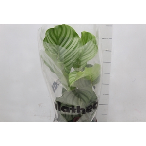 CALATHEA ORBIFOLIA P17