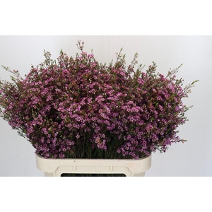 Chamelaucium Purple Pride