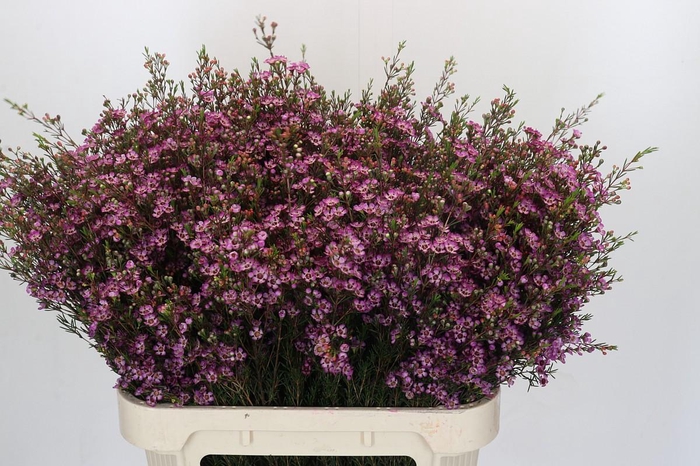 <h4>Chamelaucium Purple Pride</h4>