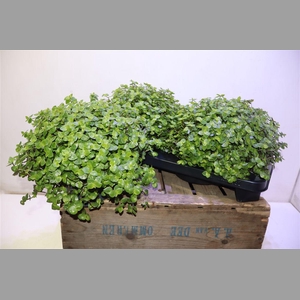 Callisia Repens