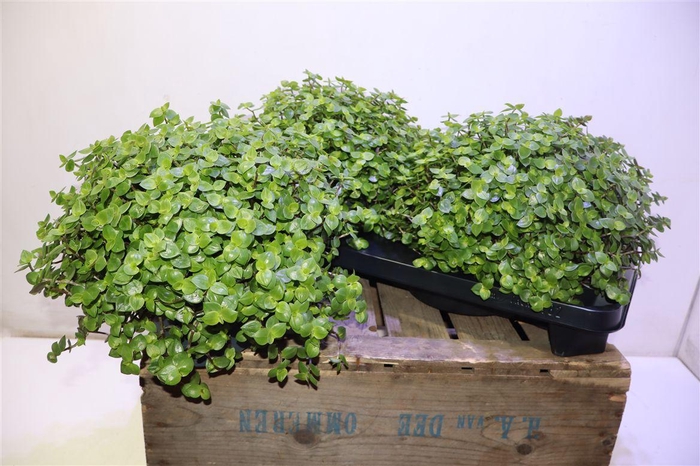 <h4>Callisia Repens</h4>