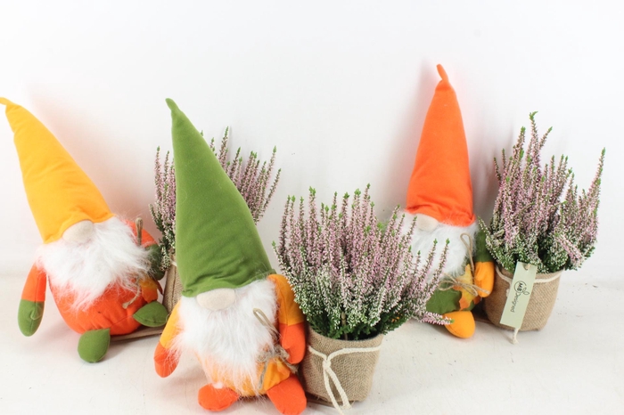 <h4>arr4 Outdoor MB - Gnome mix calluna</h4>