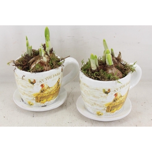 arr4 Narcis JS - Ker. mok met kip