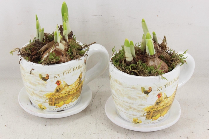 <h4>arr4 Narcis JS - Ker. mok met kip</h4>