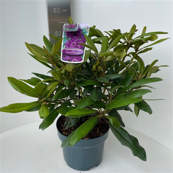 <h4>Rhododendron (p) 'Marcel Menard'</h4>