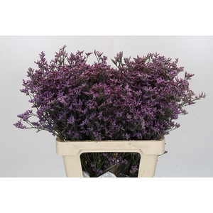 Limonium Safora Lilac