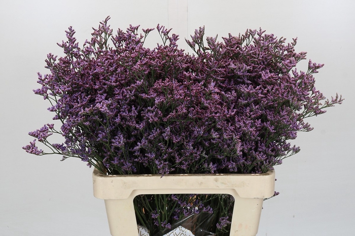 Limonium Safora Lilac