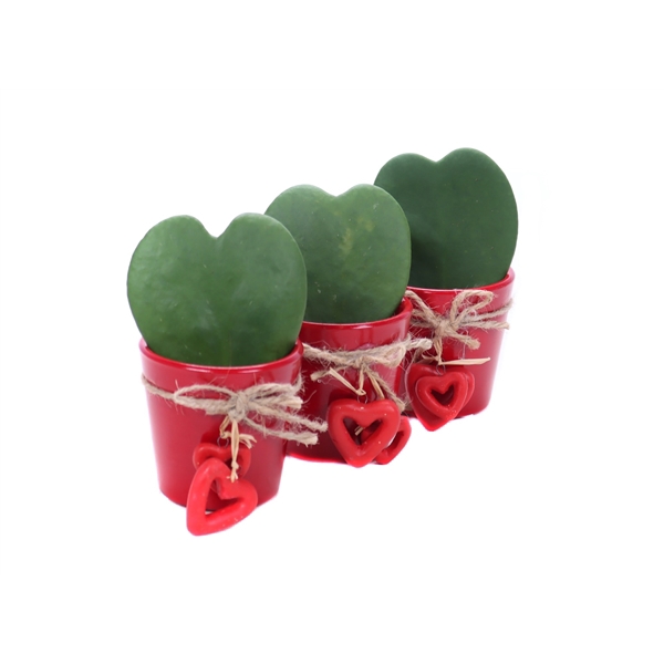 <h4>Hoya kerii valentijn pot</h4>