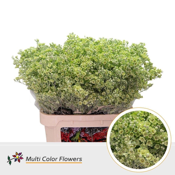 <h4>Chamelaucium DYED Green Mint</h4>