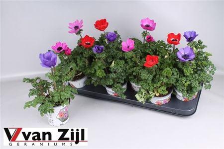 <h4>Anem Co Harm Gem</h4>