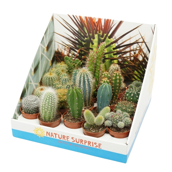 <h4>Cactus mix 5,5 cm in presentatiedoos</h4>