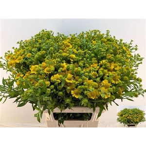 Helenium Golden Superior