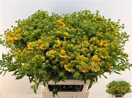 <h4>Helenium Golden Superior</h4>