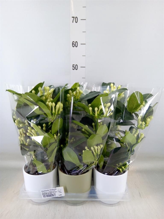 <h4>Stephanotis floribunda   ...</h4>