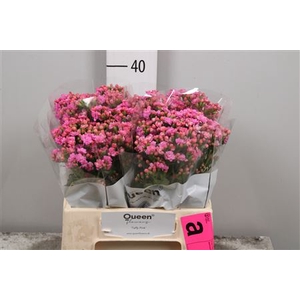 Kal Taffy Pink Meadow
