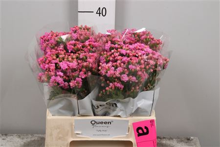 Kal Taffy Pink Meadow