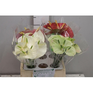 Anth A Love Mix 40 L4