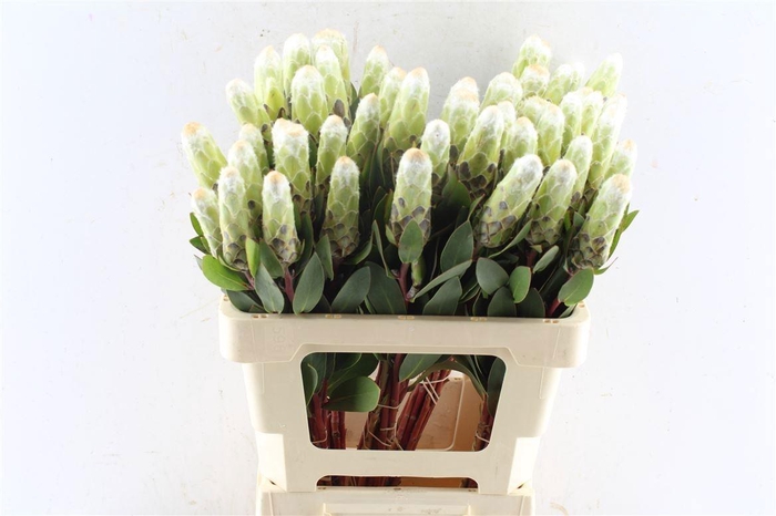 <h4>PROTEA MUNDII</h4>