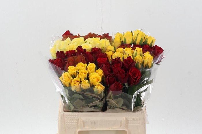 <h4>R Kl Gem In Fust</h4>