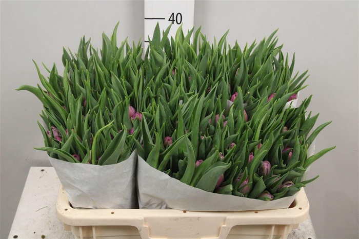 <h4>Tu Du Double Price</h4>