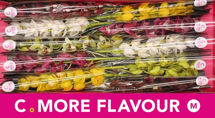 <h4>CYMB MI GEM</h4>