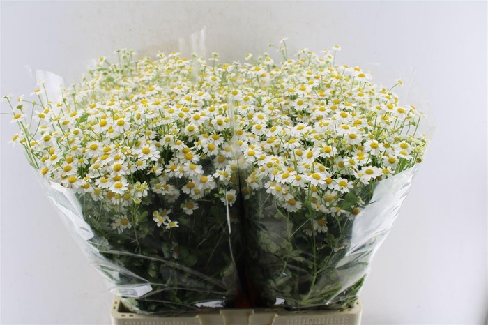 <h4>Tanacetum Single Vegmo</h4>