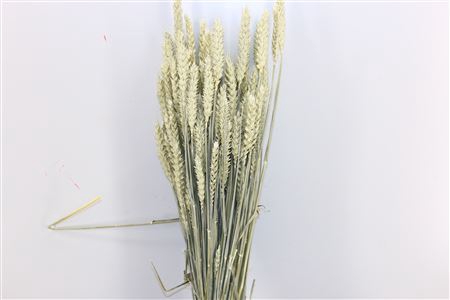 Dried Triticum X5 White Bunch