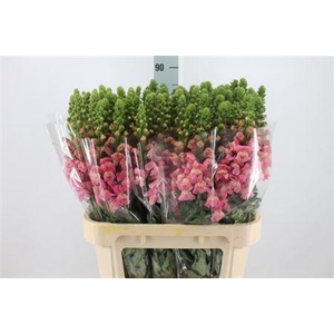 Antir Mary True Pink It 90cm