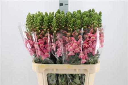 <h4>Antir Mary True Pink It 90cm</h4>