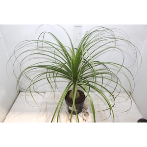 BEAUCARNEA P17