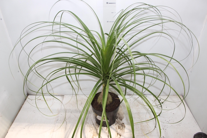 <h4>BEAUCARNEA P17</h4>