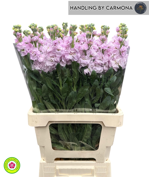 <h4>MATTH IRON CHERRY BL</h4>