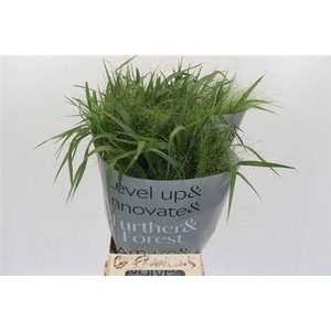 Siergras Panic Vi Fontaine