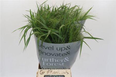 <h4>Siergras Panic Vi Fontaine</h4>