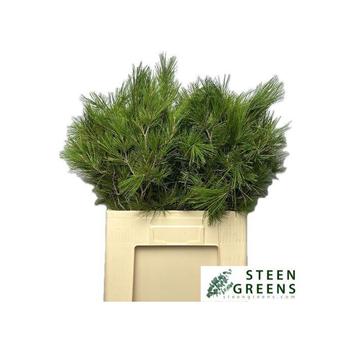 <h4>PINUS STROBUS</h4>