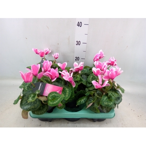 Cyclamen GR 'Lovely Moments'