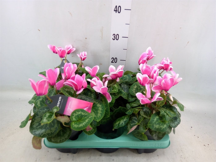 <h4>Cyclamen GR 'Lovely Moments'</h4>