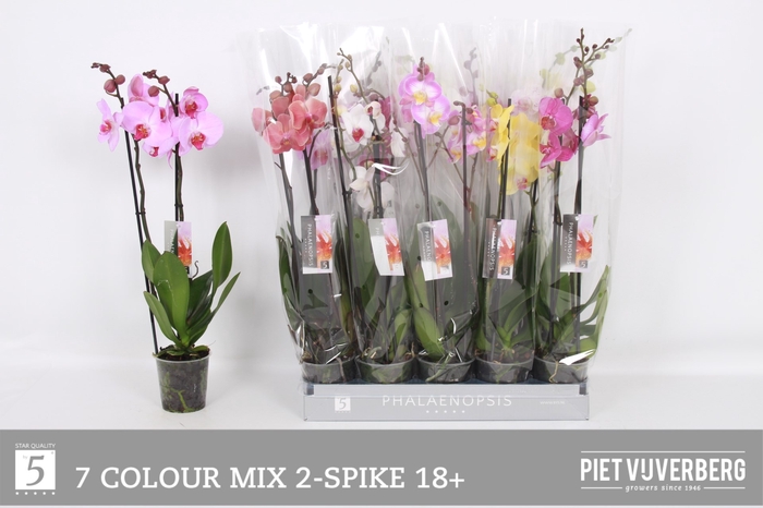 <h4>PHAL GEM 7 KL</h4>