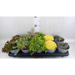 Sedum   ...