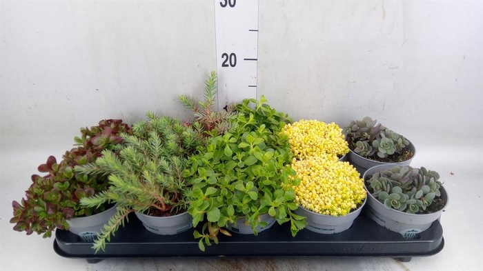 <h4>Sedum   ...</h4>