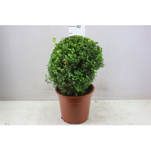 Buxus Semp Bol 35cm
