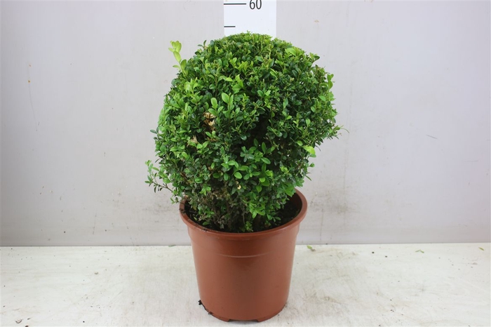 <h4>Buxus Semp Bol 35cm</h4>
