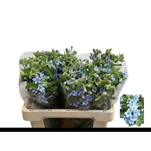 Oxy Co Tan Pure Blu