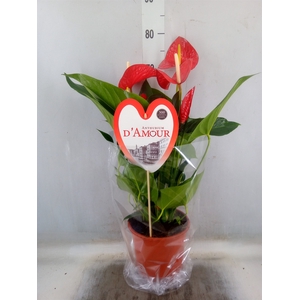 Anthurium andr. 'Red Bull'