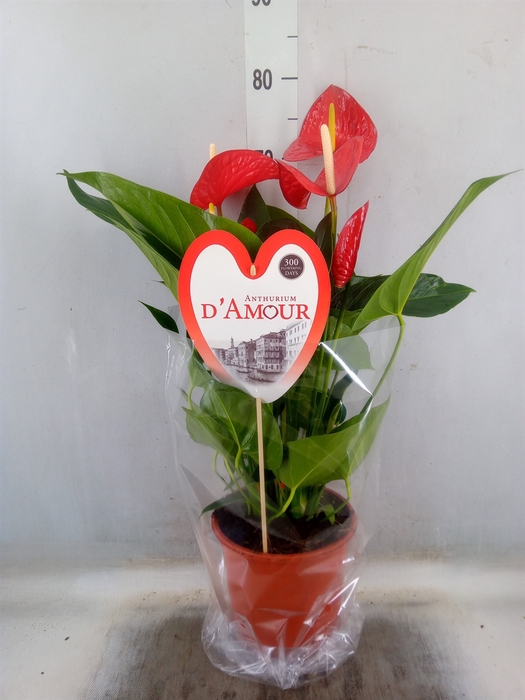<h4>Anthurium andr. 'Red Bull'</h4>