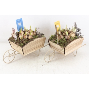 arr4 Bollenmix MB - Kruiwagen 338/4