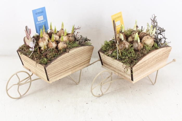 <h4>arr4 Bollenmix MB - Kruiwagen 338/4</h4>