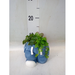 Arr.   Kamerplant Groen L%