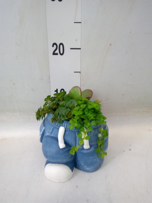 <h4>Arr. Kamerplant Groen L%</h4>