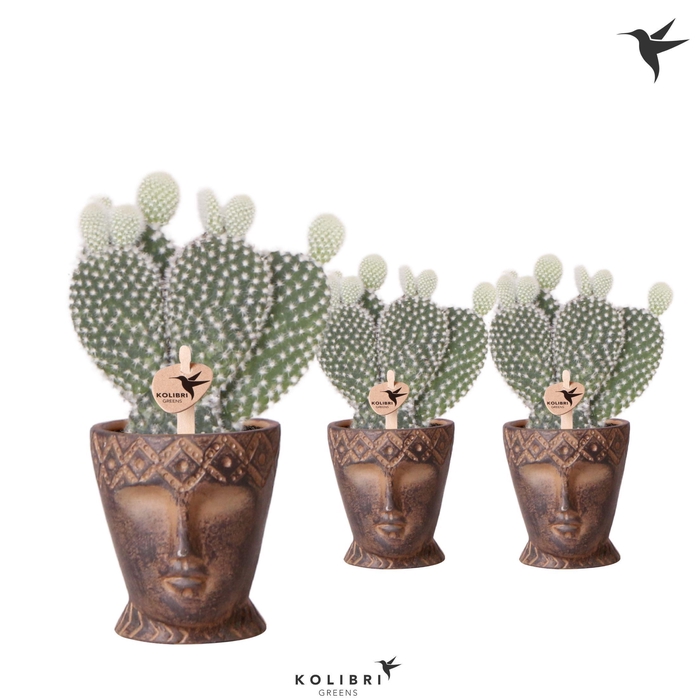 <h4>Kolibri Greens Opuntia white in Totem Mask pot</h4>